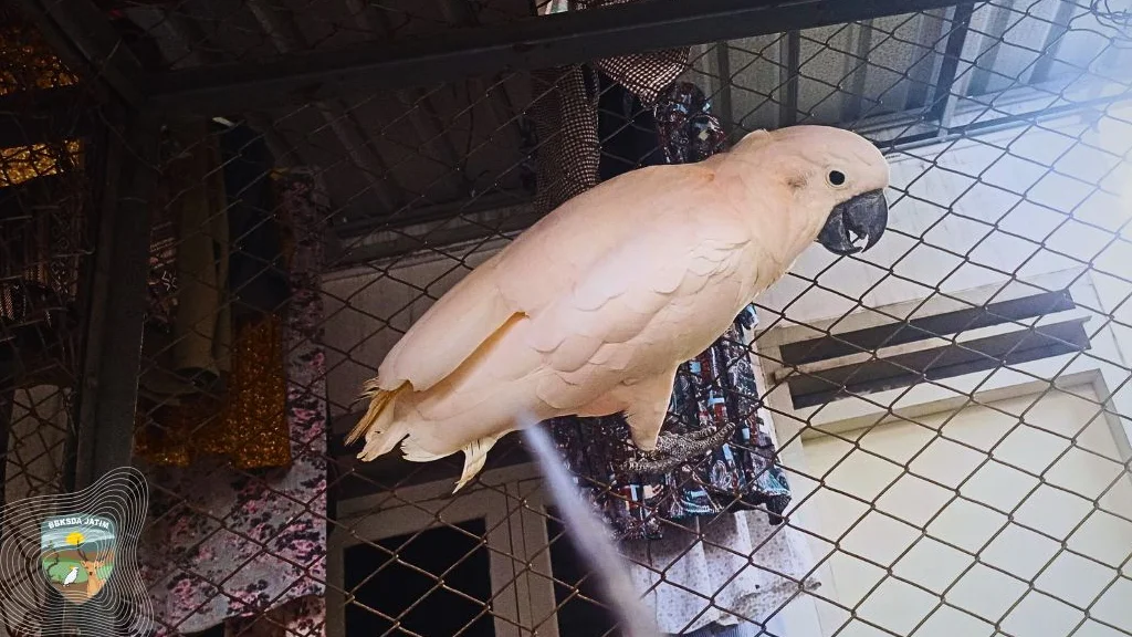 Salah satu burung kakatua yang diserahkan oleh Tjahjono setelah dipelihara selama dua tahun Foto BBKSDA Jawa Timur - Dipe...