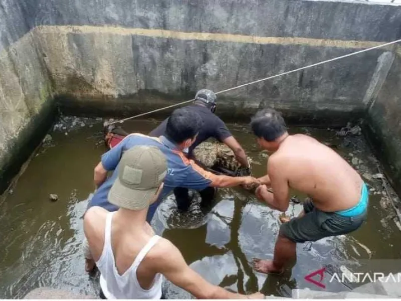 Dipelihara Selama 11 Tahun, Warga Serahkan Buaya Muara ke BKSDA Kalbar