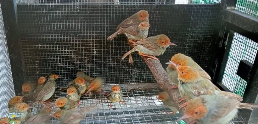 Burung-burung kicau yang berhasil diselamatkan oleh BKHIT Jawa Timur dari upaya penyelundupan Foto BBKSDA Jawa Timur - D...