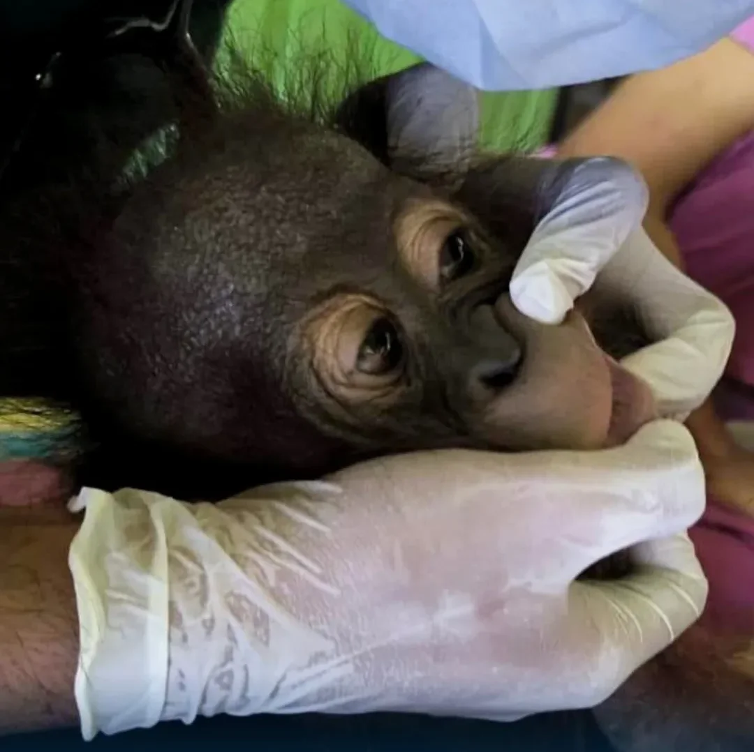 Ditemukan Tanpa Induk di Kebun, Kini Bayi Orangutan Empeng sudah Diamankan