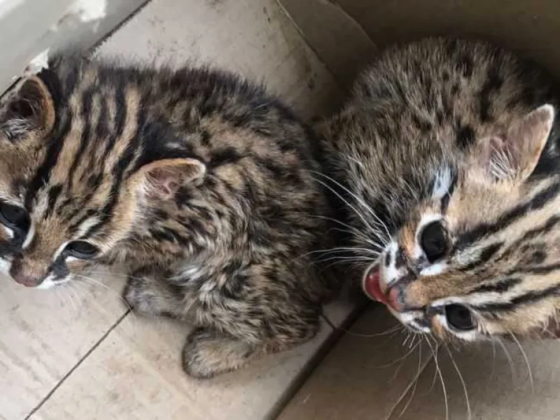 Dua Anak Kucing Kuwuk Diserahkan ke BBKSDA Sumut