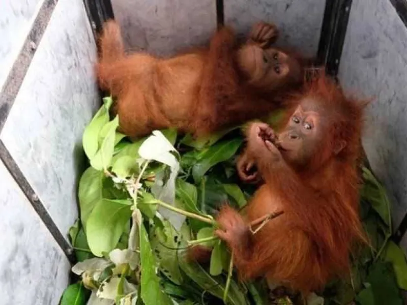 Dua Anakan Orangutan Diamankan Dari Pemburu