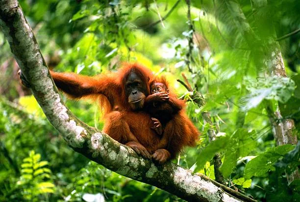 Orangutan kalimantan Pongo pygmaeus betina menggendong anak di habitatnya Foto Manoj ShahGetty Image - Dua Babak Menegang...