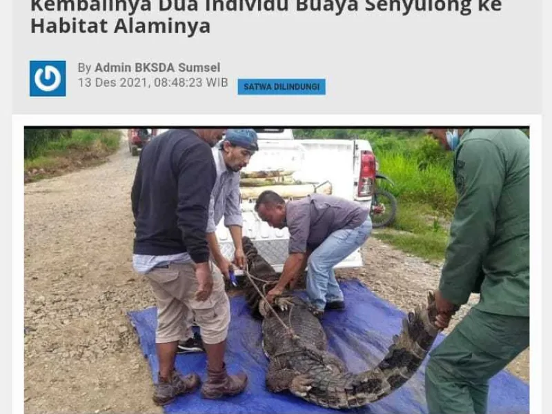 Dua Ekor Buaya Senyulong Dilepaskan ke Sungai Lalan