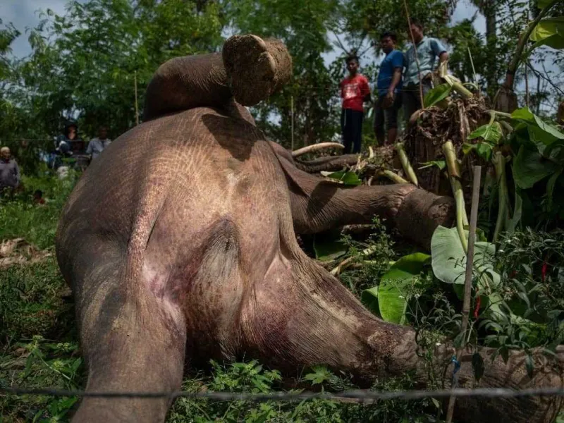 Lagi, Dua Gajah Sumatera Ditemukan Mati di Aceh