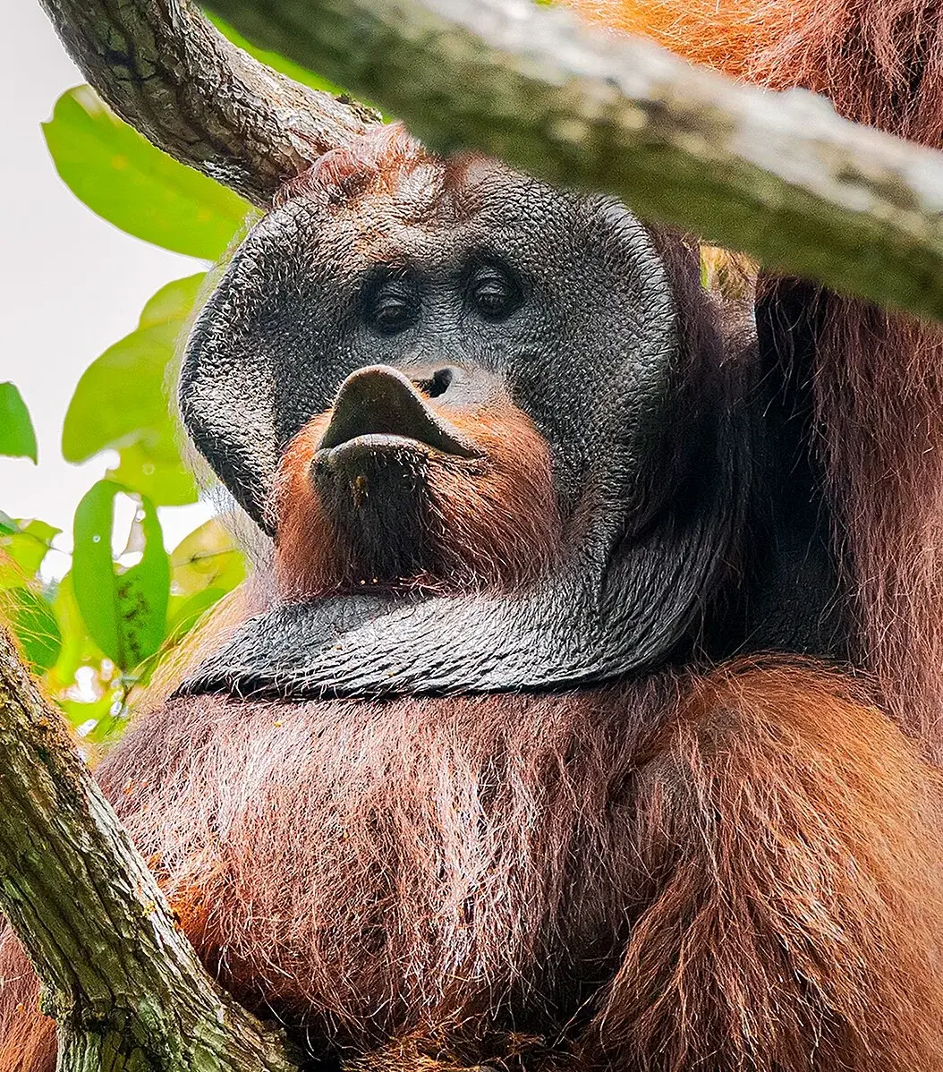 Ilustrasi orangutan kalimantan Foto Mankdhay rahmanWikimedia Commons - Dua Hari Orangutan Muncul Incar Buah Rambutan di P...