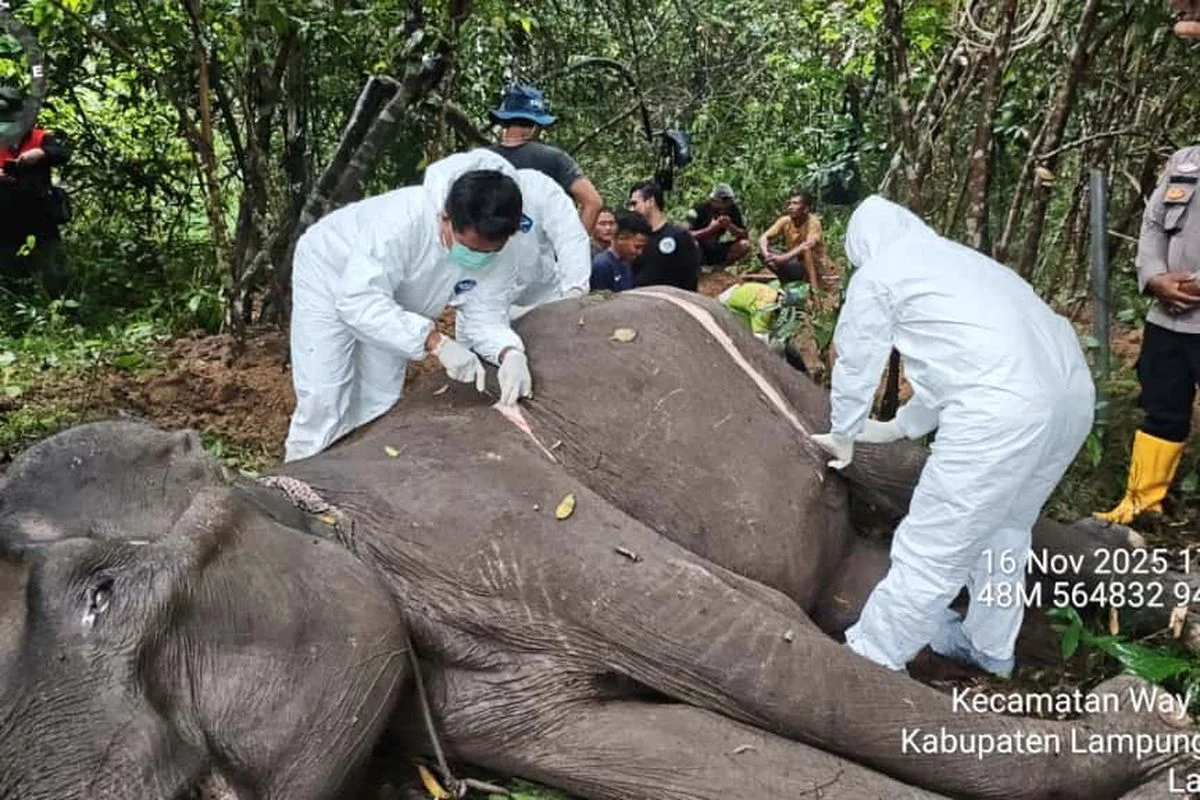 Dua Ibu Gajah di TNWK Mati dalam Dua Bulan