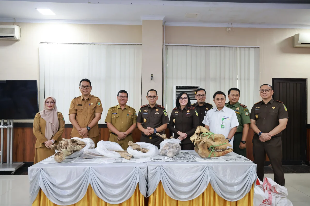 Dua Kerangka Badak Sitaan Kasus Perburuan Diserahkan ke Museum Negeri Banten