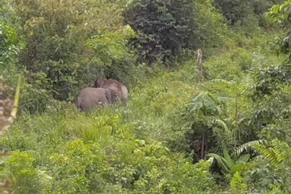 Ilustrasi gajah dan habitatnya yang menyempit Foto Media Center Riau - Dua Nyawa Hilang dalam Sehari di Gayo WALHI Bukan...