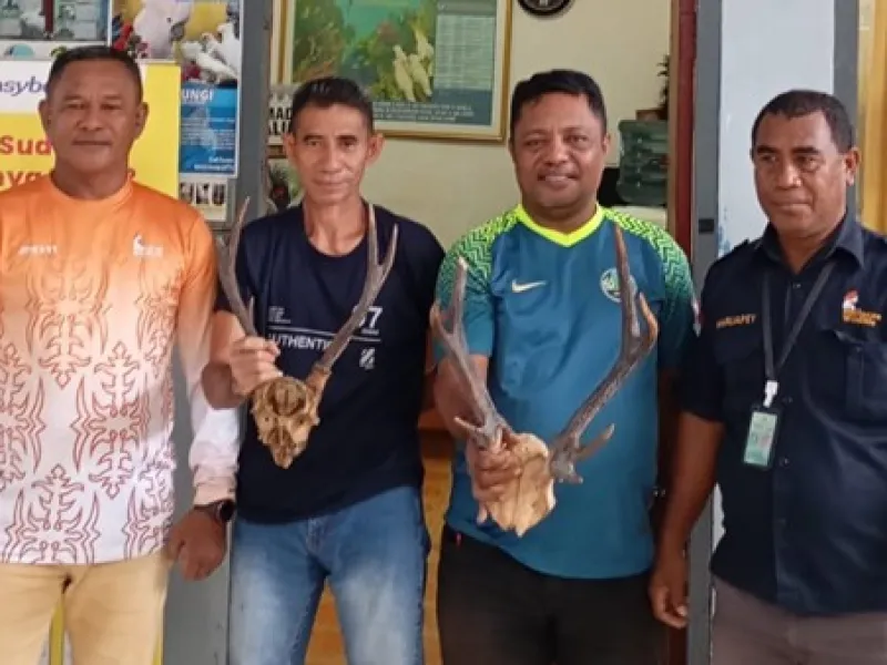 Dua Opsetan Tanduk Rusa Diamankan di Pelabuhan Yos Sudarso, Ambon