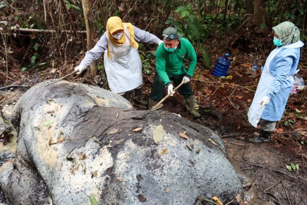 Pengecekan bangkai gajah yang ditemukan tanpa kepala di areal sekitar konsesi PT RAPP Distrik Ukui Desa Lubuk Kembang Bung...