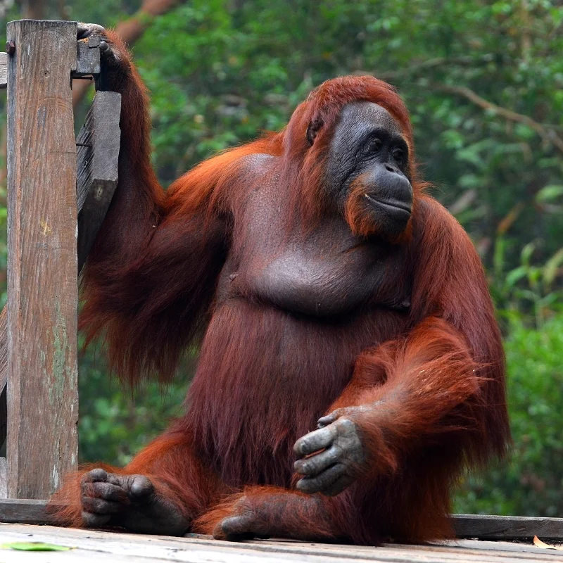 Pongo pygmaeus wurmbii betina Foto Lubomír PrauseWikimedia Commons - Dua Taman Nasional di Kalteng Hangus Ancam Subspesie...
