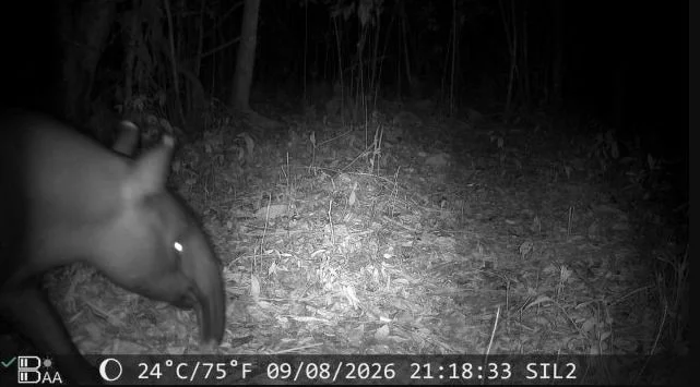 Keberadaan tapir terekam oleh kamera jebak di areal konsesi PT Silva Inhutani Lampung Foto BKSDA Lampung - Dua Tapir Terek...