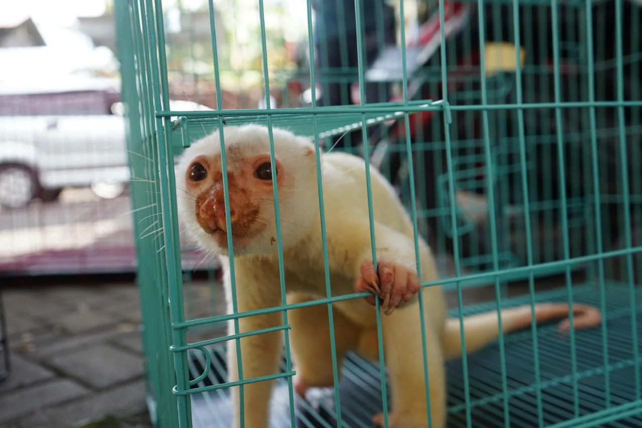 Kuskus putih dalam kandang yang hendak diselundupkan dari Papua ke Surabaya Foto Badan Karantina Indonesia - Dua Terduga...