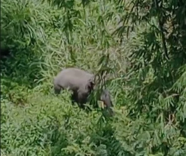 Dua Warga Sempat Dikejar Gajah Liar di Perkebunan Aceh Tengah