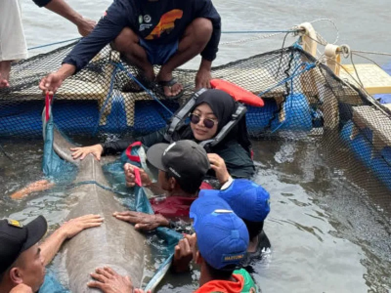 Dugong Fitri yang Terjerat Jaring Berhasil Dilepasliarkan