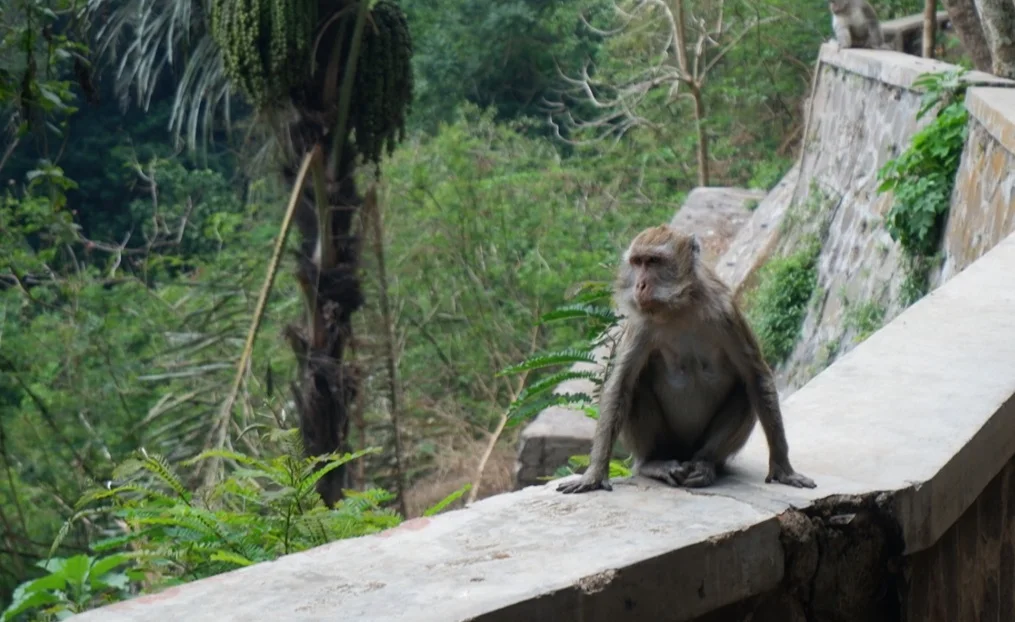 Eksploitasi Terselubung Makaka di Indonesia [Bagian 1 Serial Celebrity Monkey]