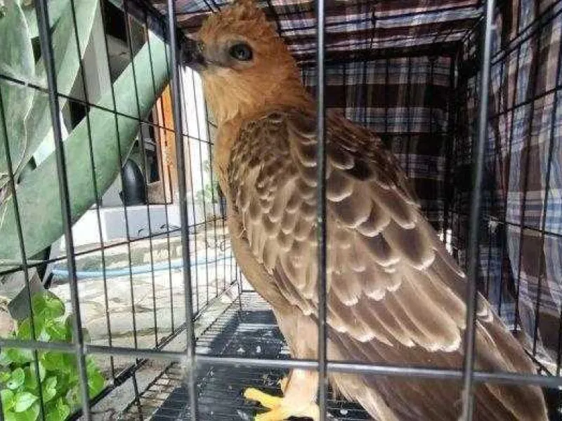 Elang Jawa Temuan Warga Berhasil Dievakuasi BKSDA Jabar