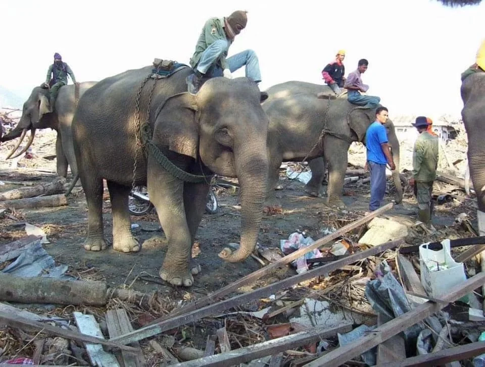 Empat Gajah Jinak Bantu Bersihkan Puing Banjir di Pidie Jaya, Ingatkan Peran Gajah Saat Tsunami 2004