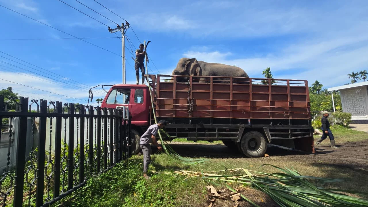 Empat Gajah Jinak yang Mengevakuasi Puing Pascabanjir di Pidie Jaya Resmi Dipulangkan