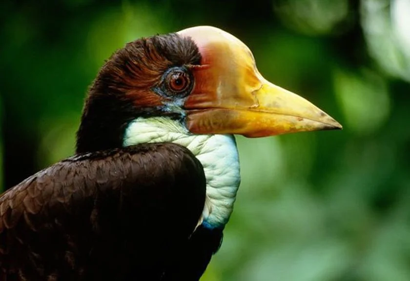 Enggang gading spesies burung enggang yang kehidupannya terancam punah Foto Science Photo Library BBC - Enggang Gading Ma...