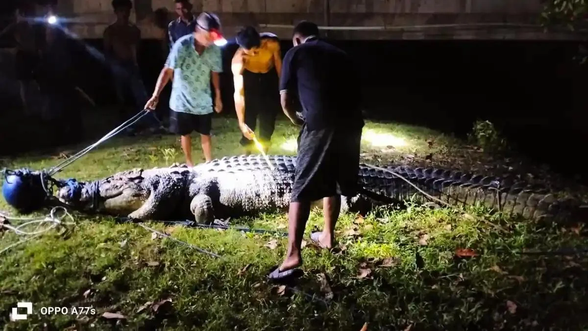 Seekor buaya sepanjang 46 meter ditangkap warga di Desa Awunio Kecamatan Kolono Kabupaten Konawe Selatan Sulawesi Tenggara...