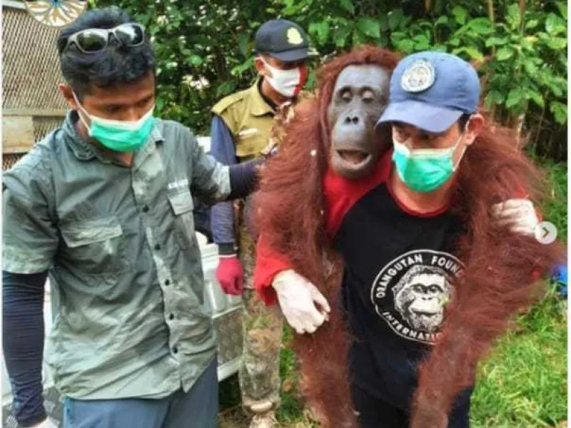 Evakuasi Seekor Induk dan Anak Orang Utan di Permukiman Warga Kotim