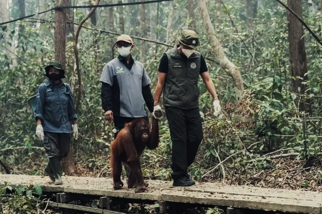 Menteri Kehutanan Raja Juli Antoni menggandeng orangutan di Nyaru Menteng Kalimantan Tengah Foto Kemenhut - Extinction De...