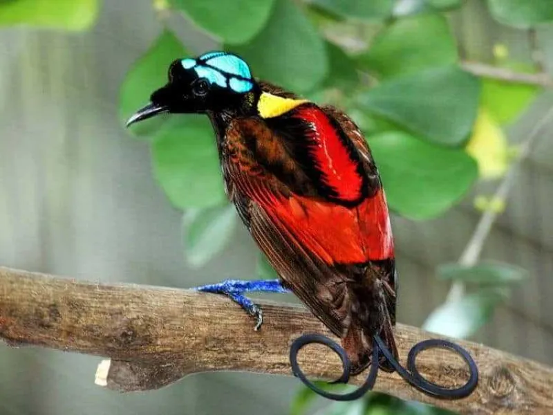 Fakta Unik Cendrawasih Botak, Burung dengan Bulu Berwarna Pelangi