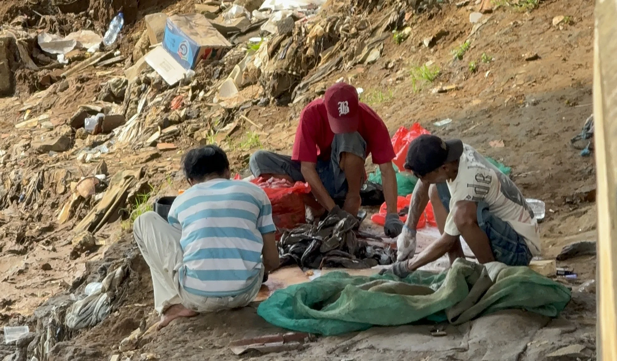 Fenomena Ikan Sapu-Sapu di Kali Jakarta, Alarm bagi Ekosistem Kali Ciliwung