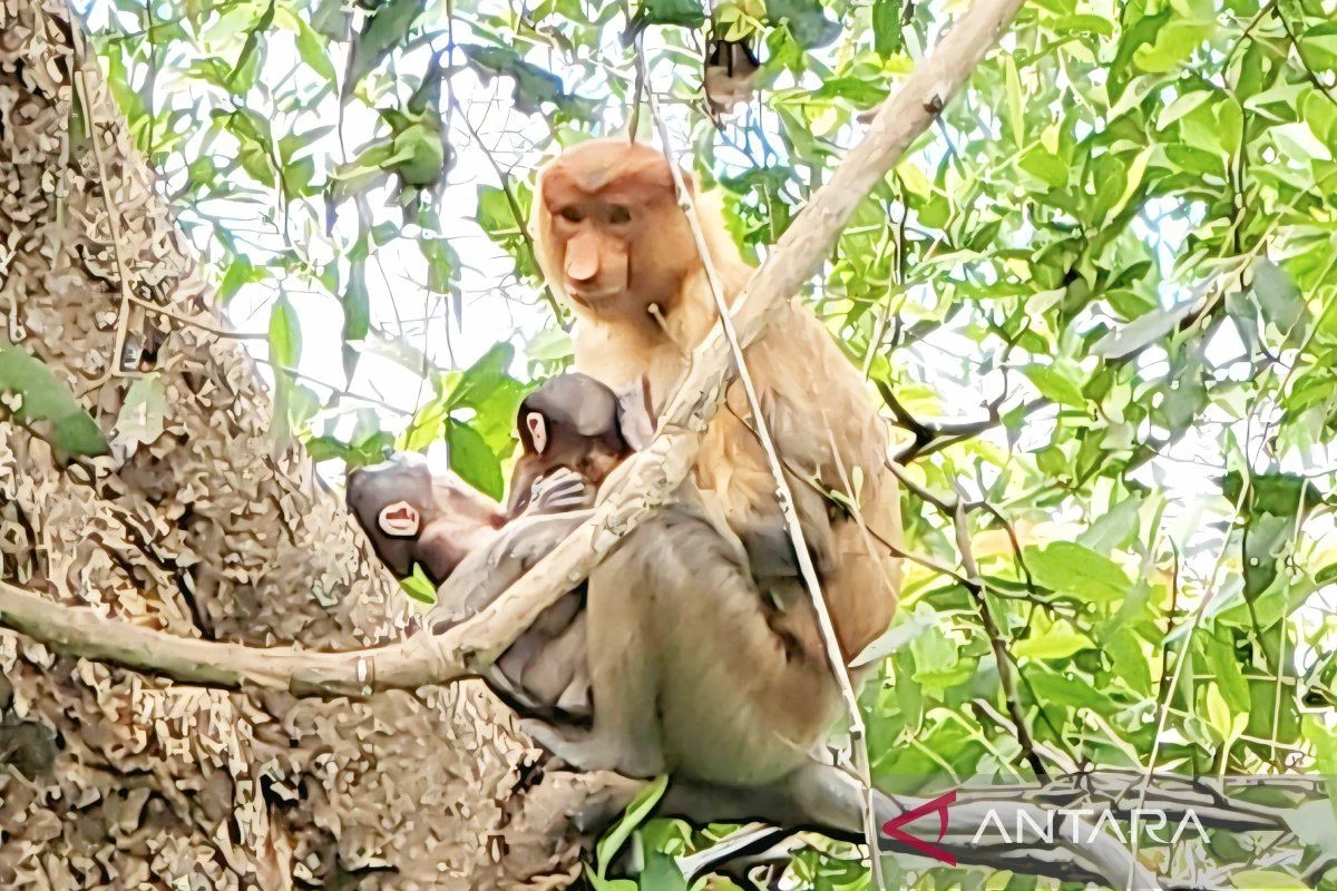 Induk bekantan melahirkan sepasang bayi kembar di Stasiun Riset Bekantan Pulau Curiak Kabupaten Barito Kuala Kalimantan Se...