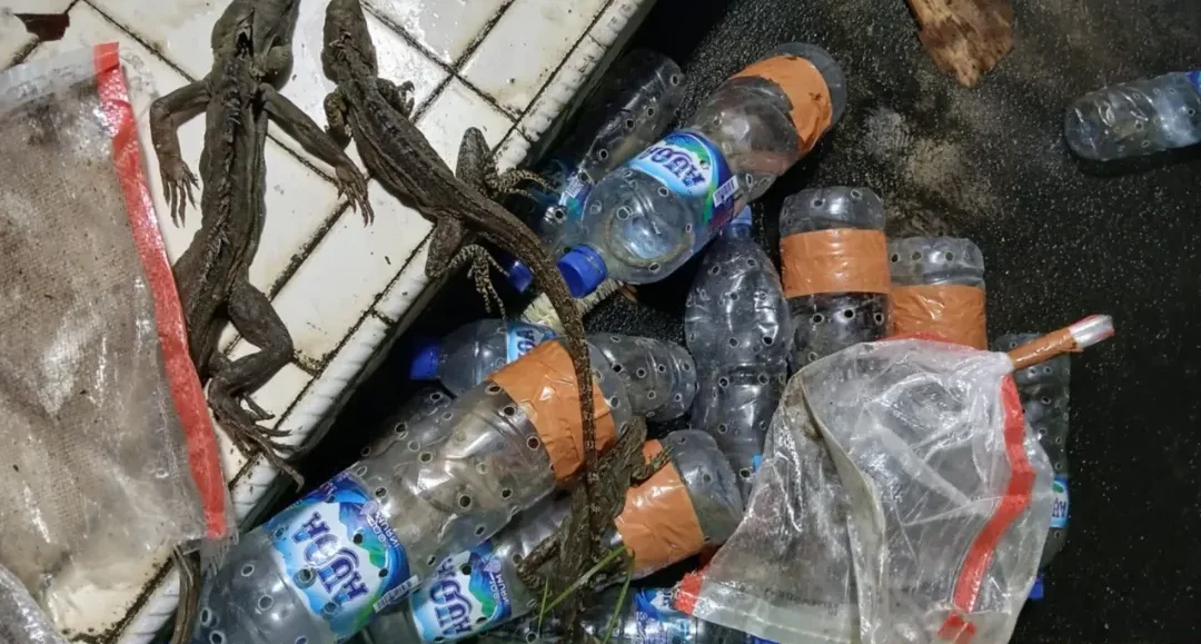 Gagal Diselundupkan ke Jawa, 116 Satwa Liar Diamankan BKSDA Maluku