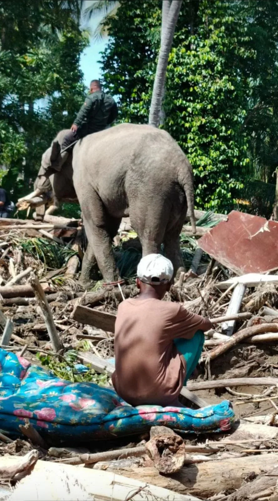 Gajah Dikerahkan dalam Proses Evakuasi, Kebutuhan Air dan Makanannya Harus Terpenuhi