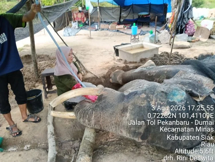 Kondisi gajah Jovi di PLG Minas yang mati setelah menjalani perawatan selama 34 hari Foto Kementerian Kehutanan - Gajah J...