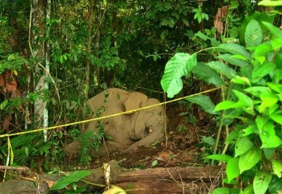 Gajah Mati di Aceh Timur, Tanpa Tanda Kekerasan dan Diduga Minum Racun
