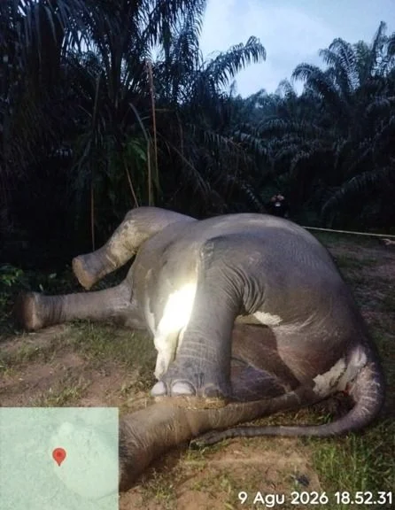 Gajah Mati di Kebun Sawit di Aceh, Penyebab Belum Diketahui