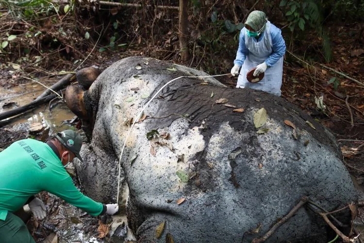 Seekor gajah yang ditemukan mati di konsesi Foto Kementerian Kehutanan - Gajah Mati di Konsesi Bisakah Menuntut Pertanggu...