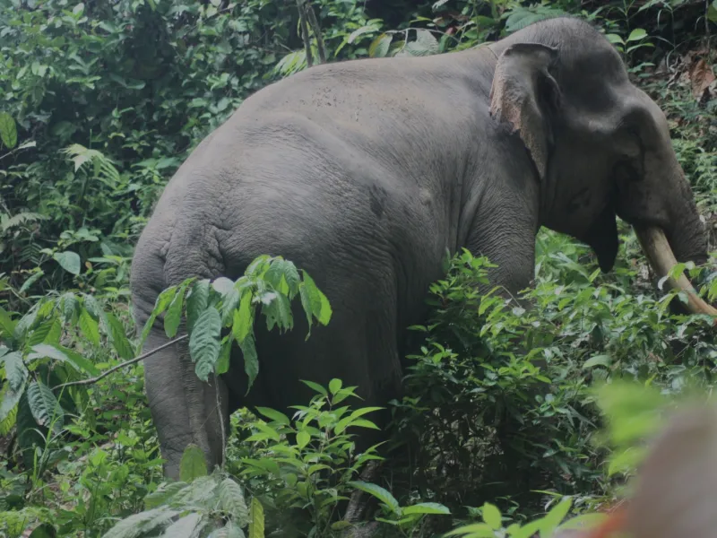 Gajah Mati di Sawah Warga, Kabel Listrik Ditemukan di Sekitar Lokasi
