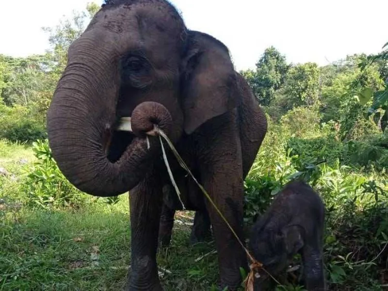 Gajah Sumatera di TN Tesso Nilo Melahirkan Bayi Jantan