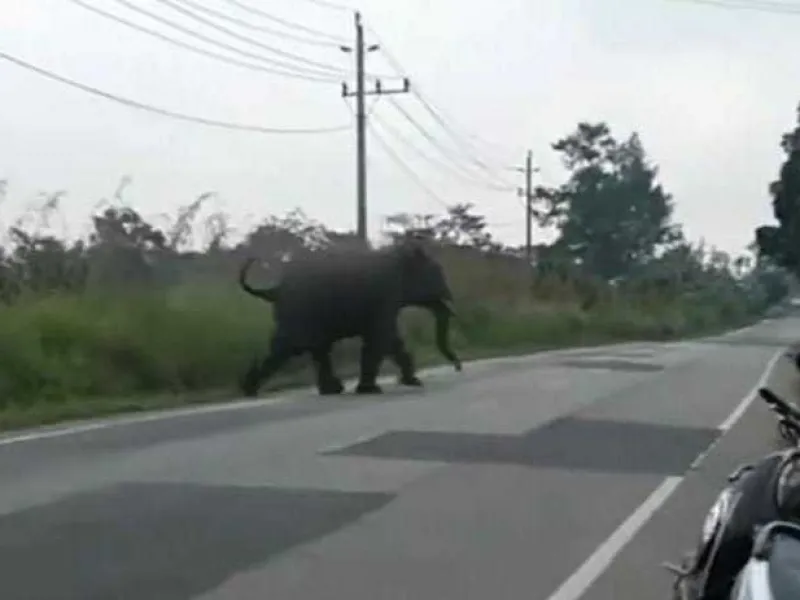 Gajah Sumatera Kembali Tampak Melintas di Jalan Raya