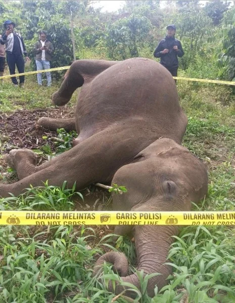 Bangkai gajah sumatera betina tergeletak mati dengan kondisi belalai terlilit kawat berarus listrik di area perkebunan war...