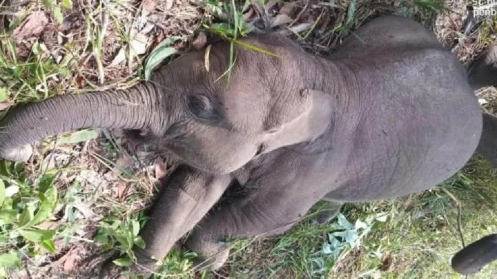 Anak gajah bernama Tari yang ditemukan mati dengan perut menggembung Foto Taman Nasional Tesso Nilo - Gajah Sumatra Menan...
