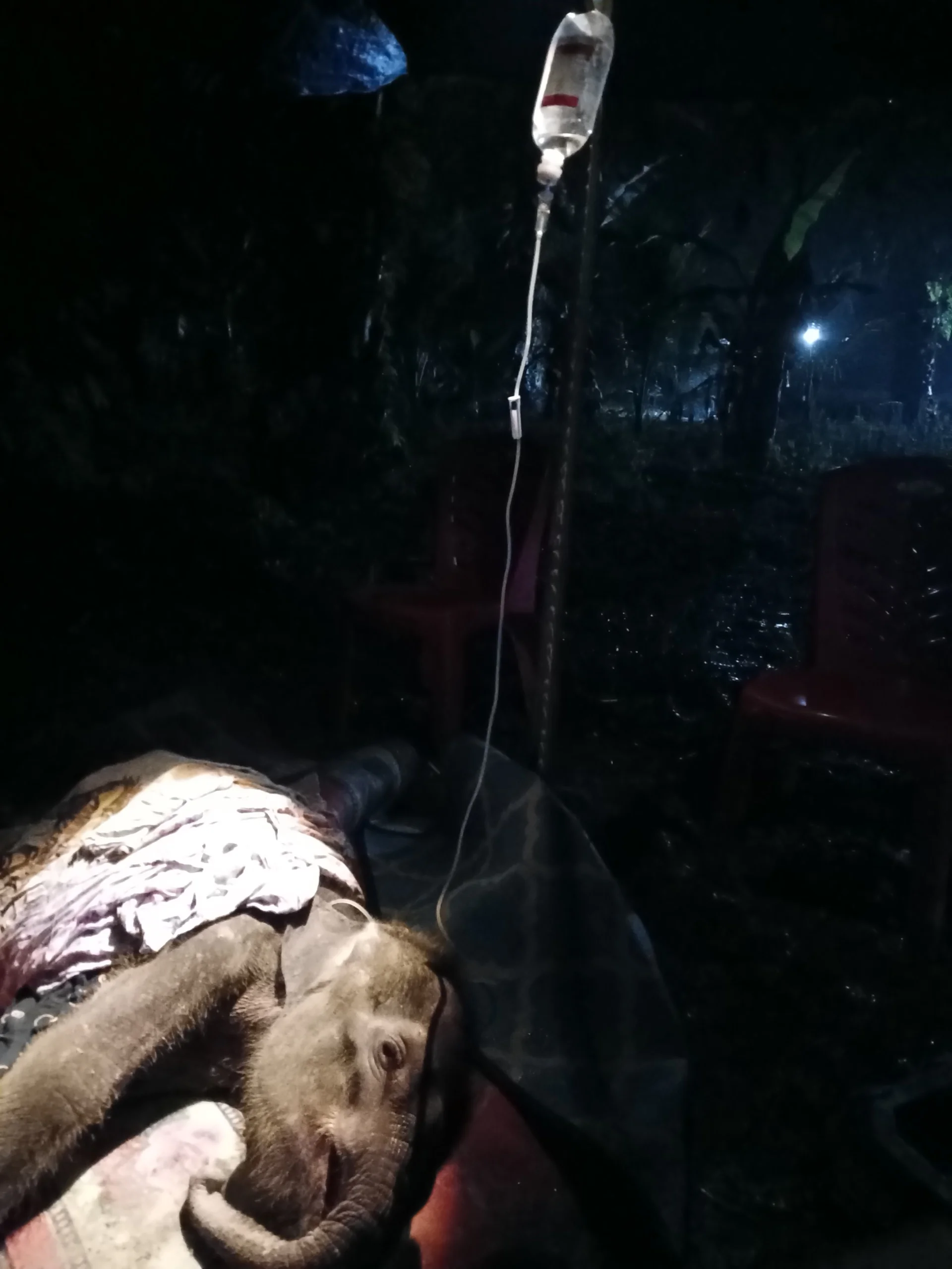 Gajah Yuni sempat dirawat intensif di PLG Sebanga dan PLG Minas sebelum akhirnya tidak dapat bertahan hidup. | Foto: BBKSDA Riau.