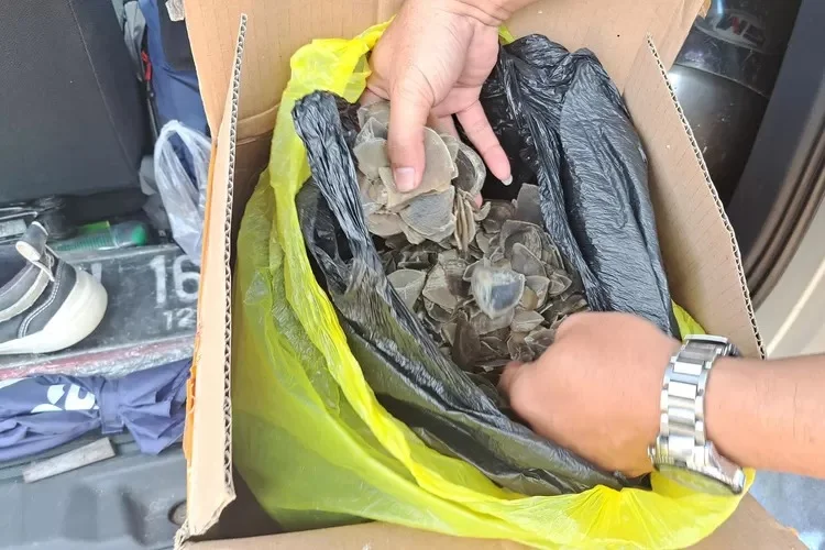 Gakkum Bongkar Perdagangan Kuku dan Sisik Trenggiling lewat Medsos