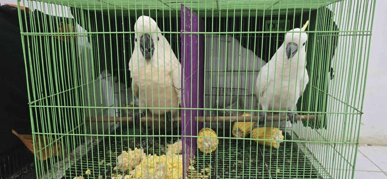 Kakak tua jambul-kuning ditemukan di rumah MF Foto Gakkum Kehutanan - Gakkum Kehutanan Amankan 7 Burung Dilindungi Tersang...