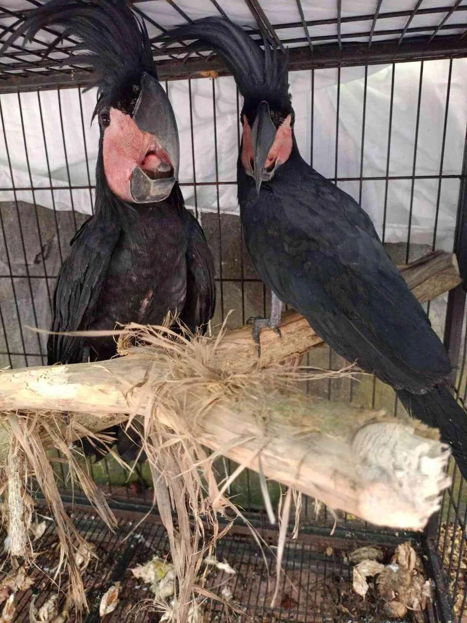 Dua ekor kakatua raja yang diselamatkan dari upaya perdagangan Foto Gakkum Kehutanan - Gakkum Kehutanan Selamatkan 24 Bur...
