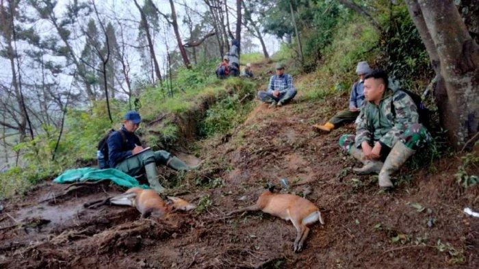 Gakkum Kemenhut Tangkap Dalang Perburuan Kijang di TN Gunung Merbabu
