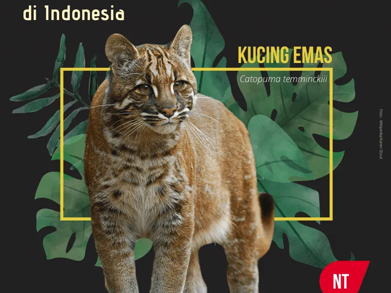 Gambar Kucing Hutan Indonesia