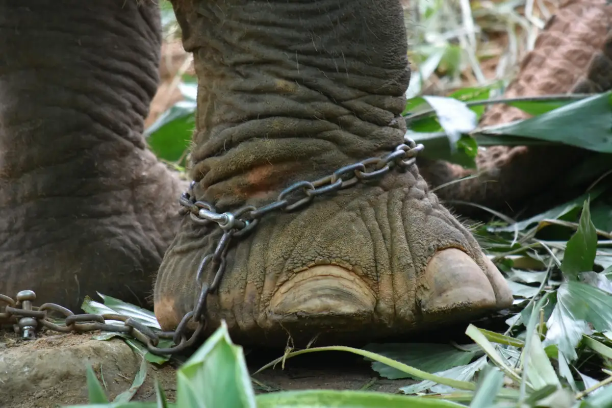 IUCN Guidelines on the Use of Wild Animals in Tourism serta Prinsip Five Domains of Animal Welfare menekankan kesejahteraa...