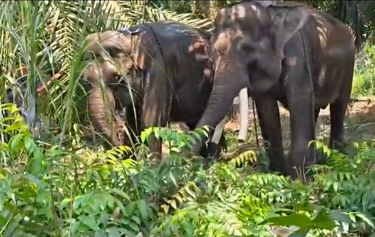 Deo dan Sinta dua gajah sumatera yang dipindahkan dari Gembira Loka Zoo ke Tabang Zoo Kalimantan Timur Foto Kementerian K...